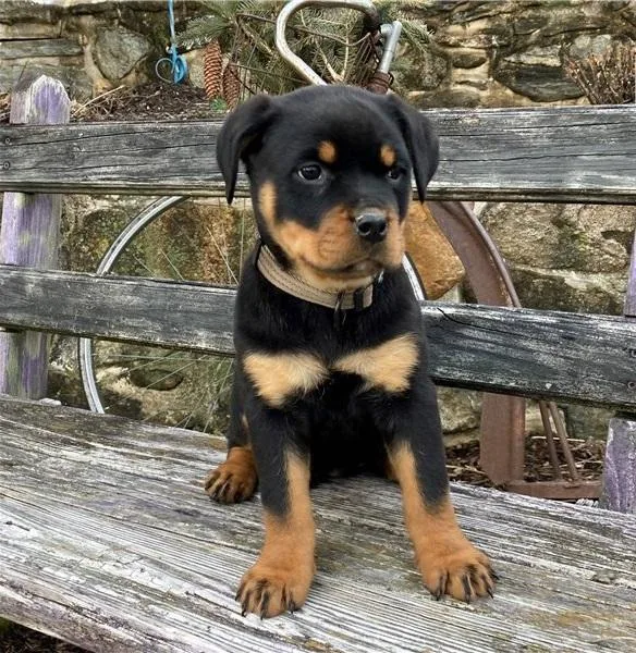 Koda Gorgios Rottweiler puppies for sale