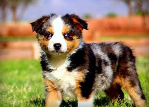 Clever Australian Shepherd puppies