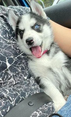 REG Siberian husky pups for sale