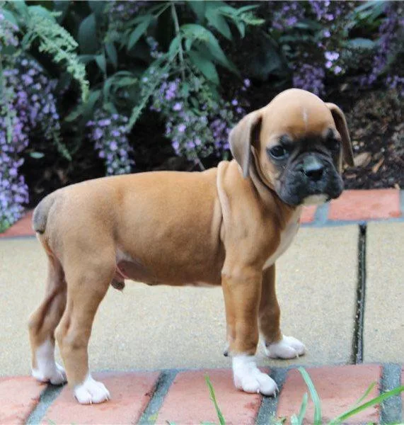 Unique Boxer puppies.