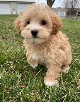 Smart Maltipoo puppies for sale
