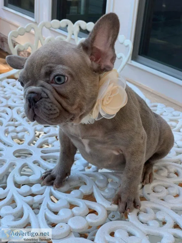 French Bulldog Puppies Available