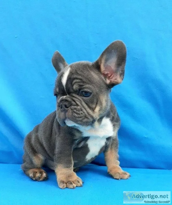 Nice french bulldog puppies for sale
