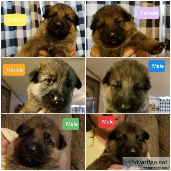 CKC German Shepherds