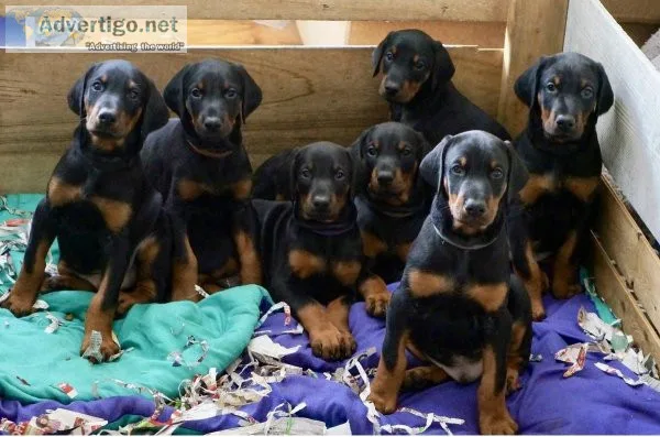 Reasonable Doberman pinscher puppies for good homes