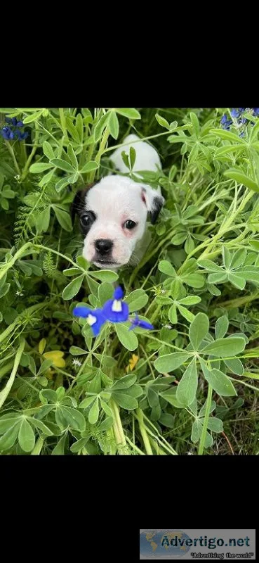 Boston terrier female
