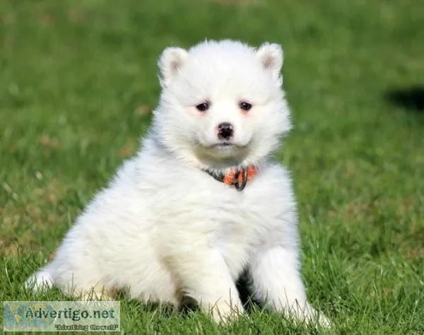 Remarkable Samoyed puppies for sale