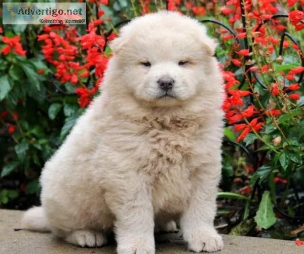 Talented chow chow puppies for sale