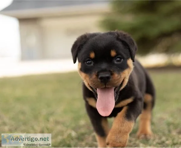 Cash Gorgios Rottweiler puppies for sale