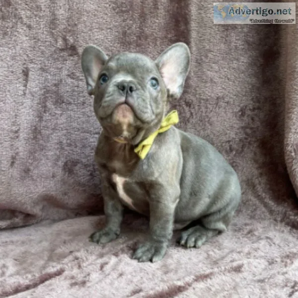 Amazing Blue Male French Bulldog