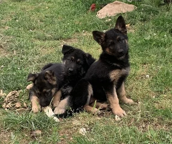 ffbbbQuality German Shepherd pups for sale