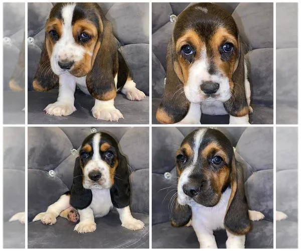 excellent playmate Basset Hound Pups AKC Reg
