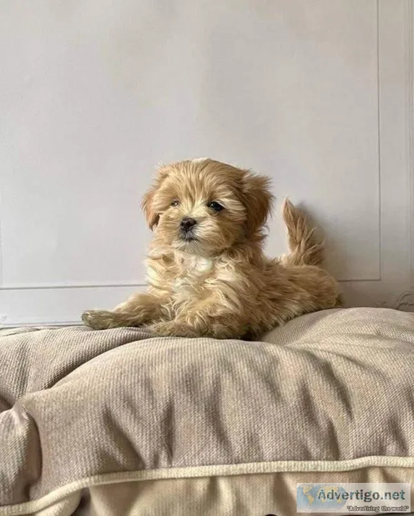 Maltipoo ready now  text via 626-655-1287