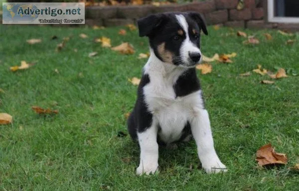 New Litter of Australian Cur and Mountain Cur Mix puppies