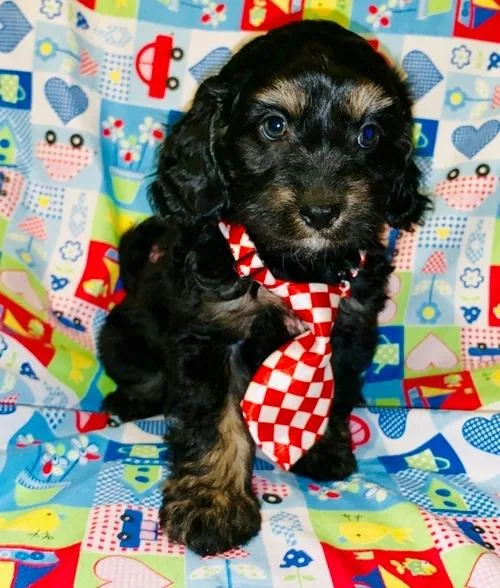 CKC Cavapoo Puppies