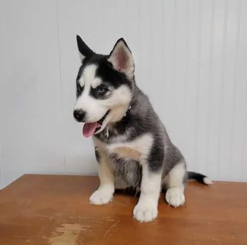 Siberian Huskypuppies for sale