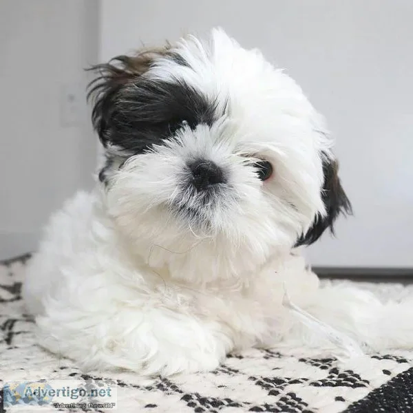 Shit Zu puppies to be rehomed