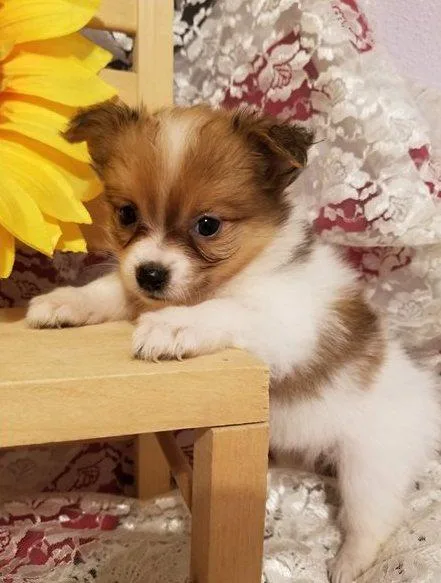 Home Raised Maltipom puppies available