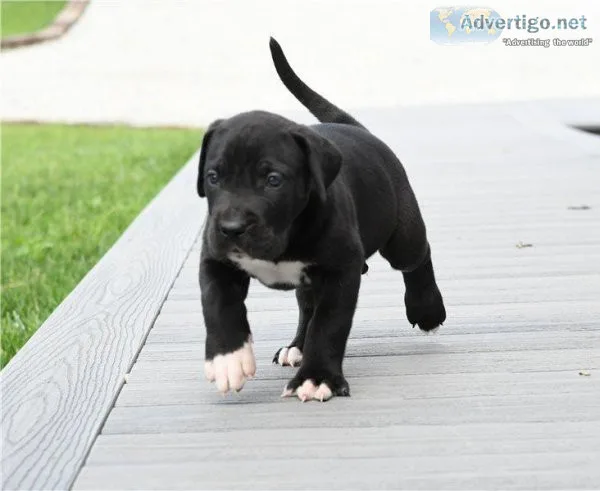 Super Socialized Great Dane Puppies For Adoption.