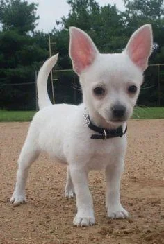 Well Socialized Chinese Imperial puppies.