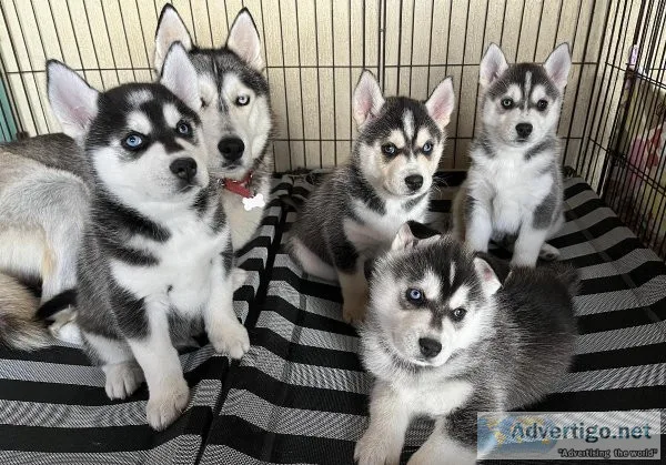 Beauty Blue eyes AKC REG Siberian husky pups for sale