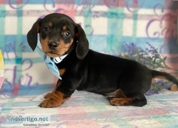 AKC Dachshund Puppies puppies