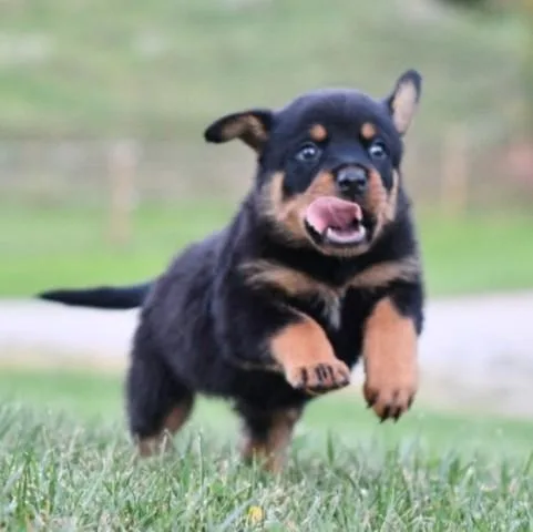 Beautiful Rottweiler female and male puppies.