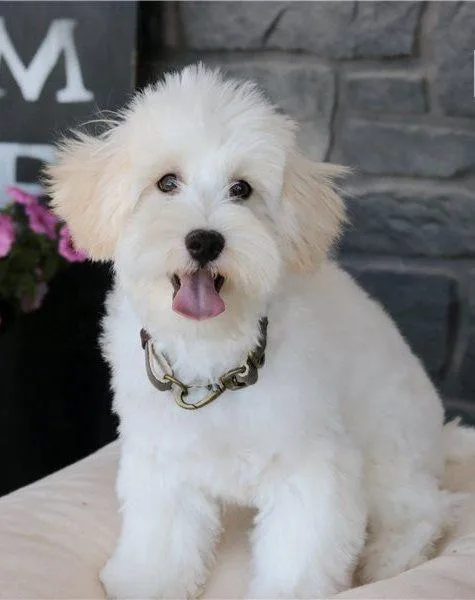 Lovely Schnoodle Puppies For Sale.