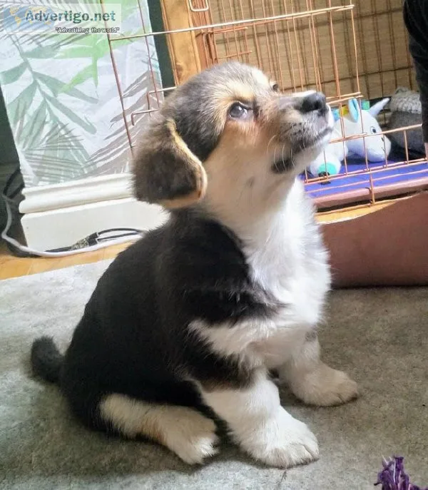 Registered Pembroke Welsh Corgi Puppies
