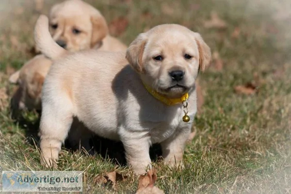 Labrador Retriever puppies for sale.
