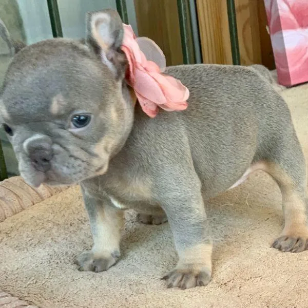 French Bulldog Fawn Male AKC Puppies Available