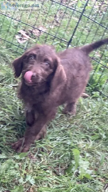 Chessie poodle