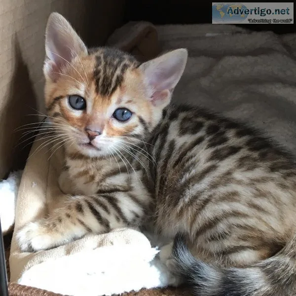 -jsgs Bengal kittens