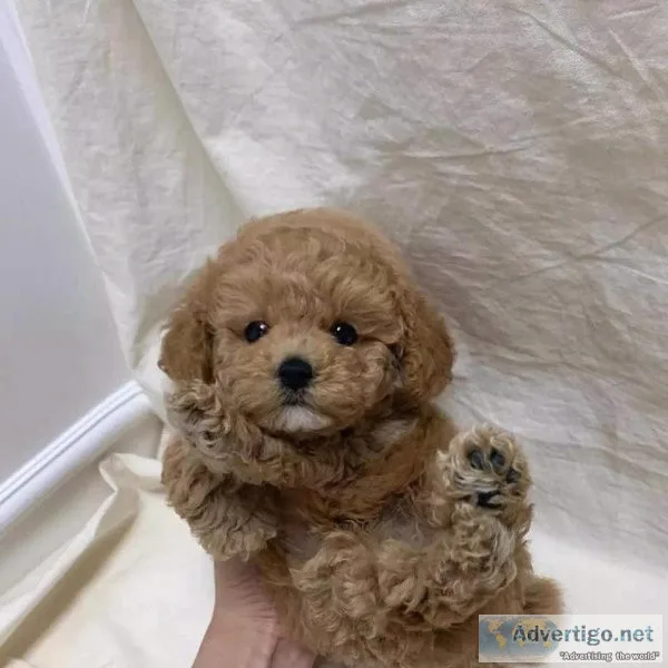 4 Maltipoo puppies for sale contact now text via 626-655-1287