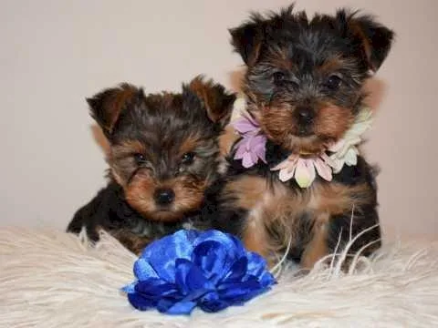Registered Teacup Yorkie puppies