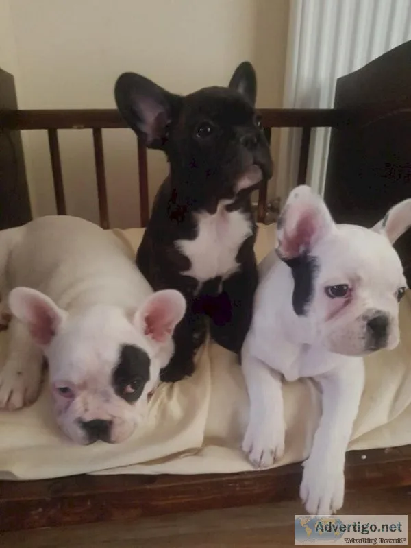 Buy French Bulldog Puppies Cheap