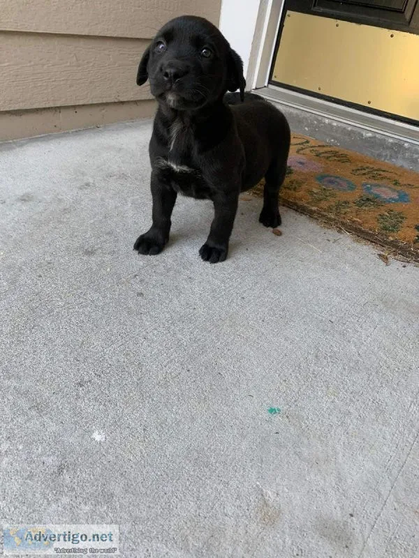 Beautiful Lab Golden Puppy