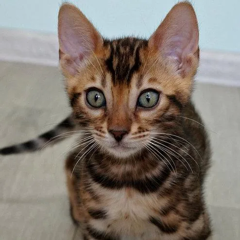 adorable bengal kittens ready to go