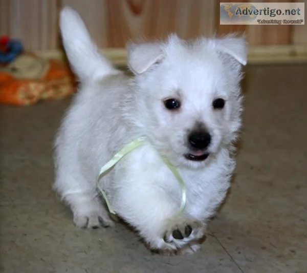 Adorable West Highland White Terrier puppies ready