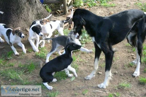Top Chart Polski puppies