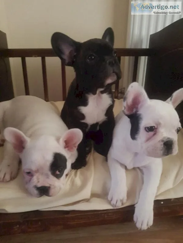 Akc registered English Bulldog puppies