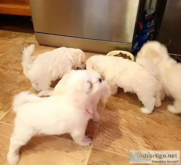 .Maltase Puppies for sale