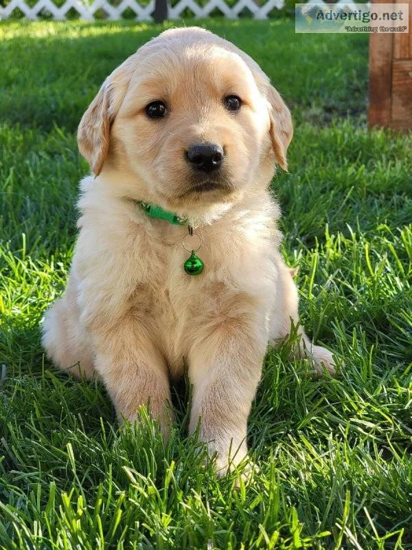 Golden Retriever puppies for sale.