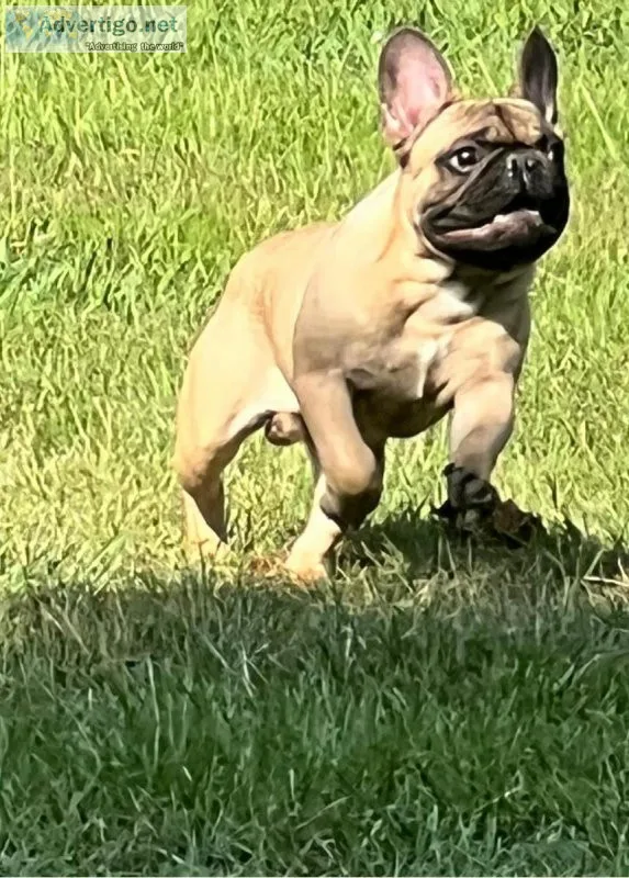 Handsome French Bulldog Male