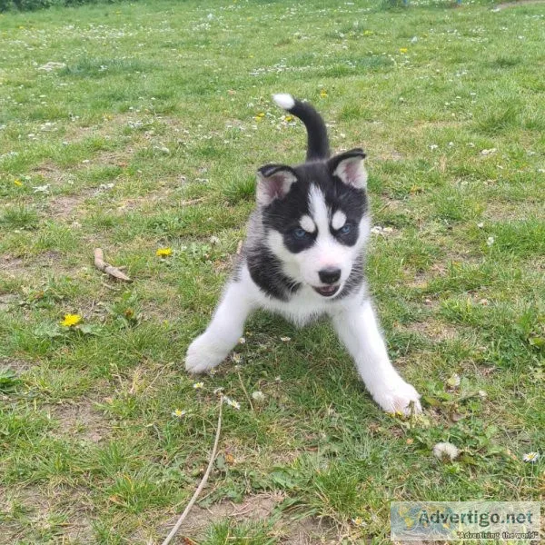 Two Blue eyes AKC REG Siberian husky pups