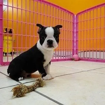 bcse28wr Boston Terrier