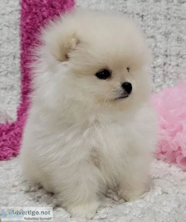 Pomeranian Puppies for sale