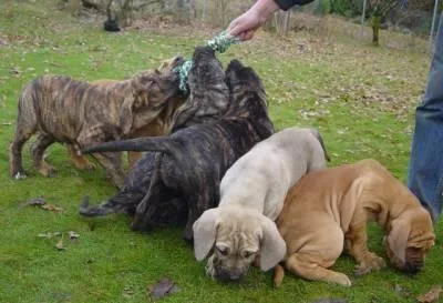 Top Healthy Fila Brasileiro puppies available