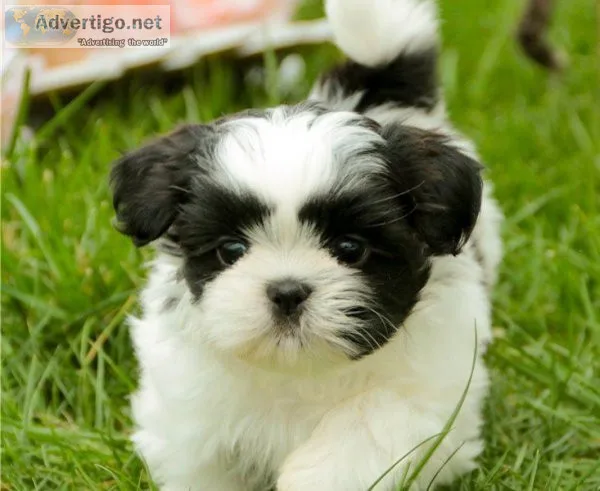 AKC Reg Shih Tzu Puppies