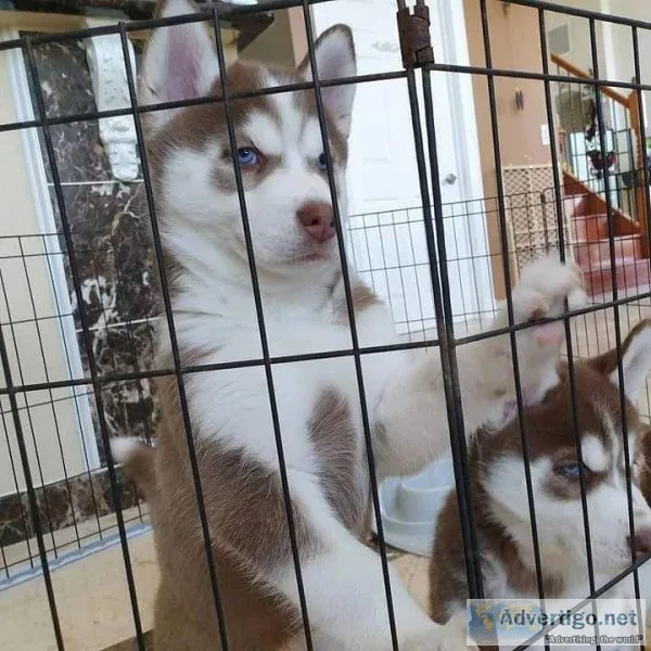 gxz Siberian Husky